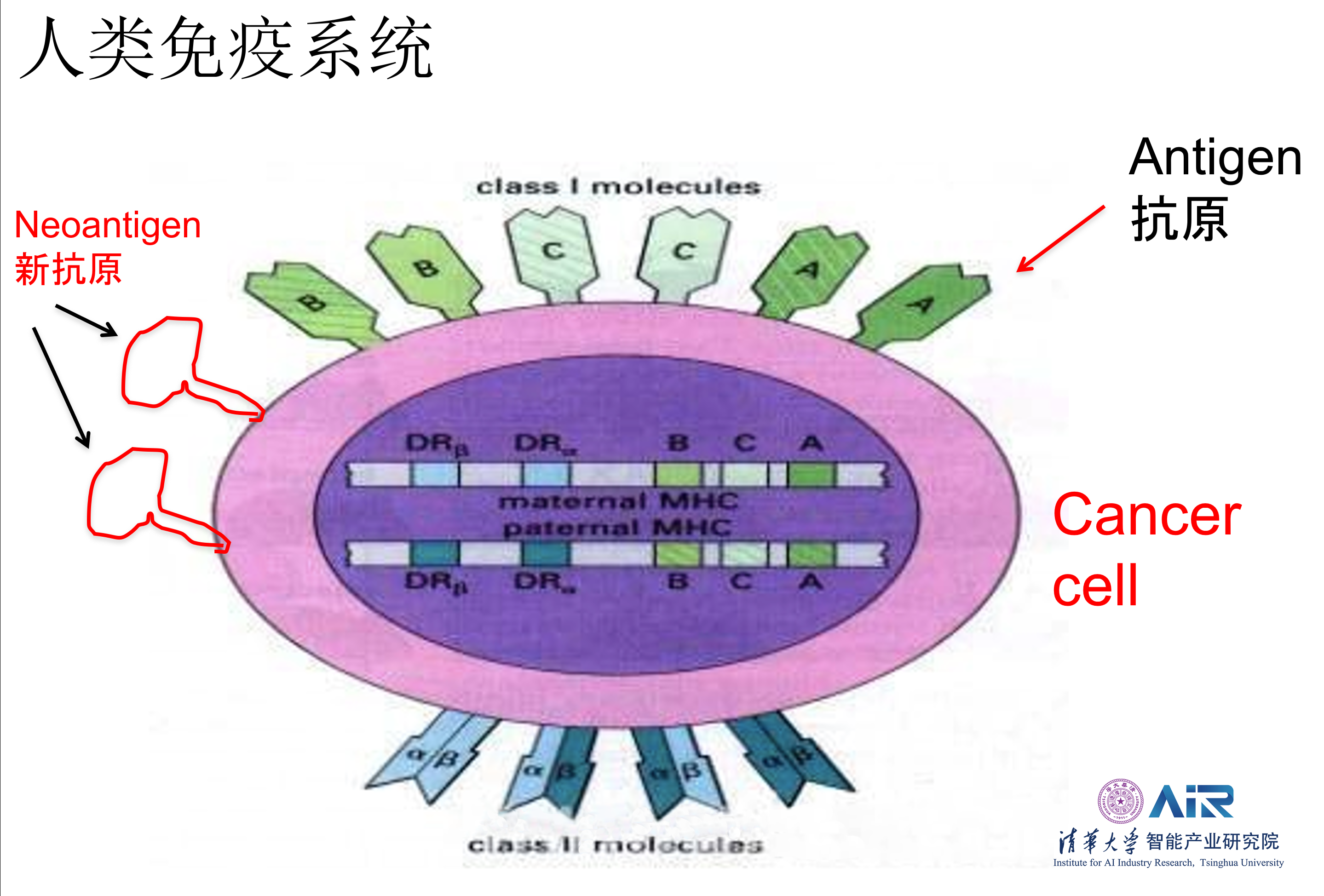 新人工智能模型可精确预测人体细胞基因表达