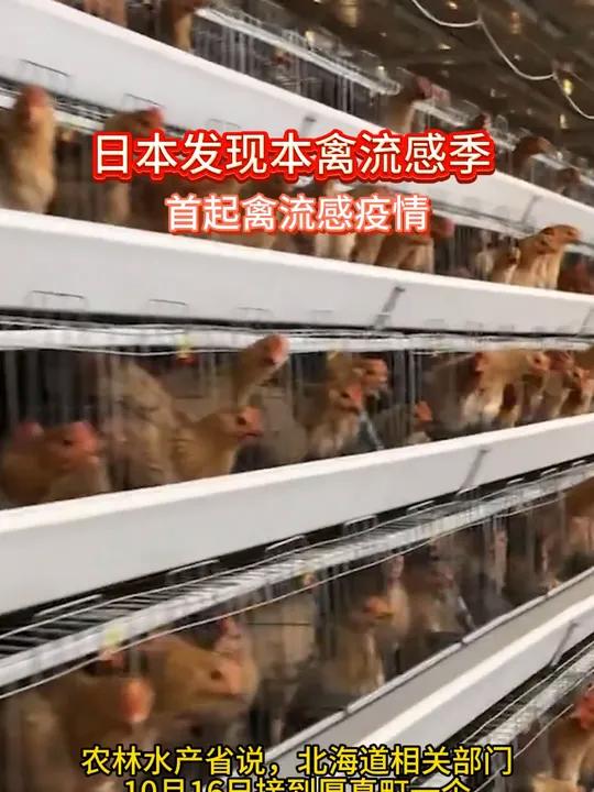 联合国粮农组织警告禽流感疫情呈空前蔓延态势，呼吁全球采取行动