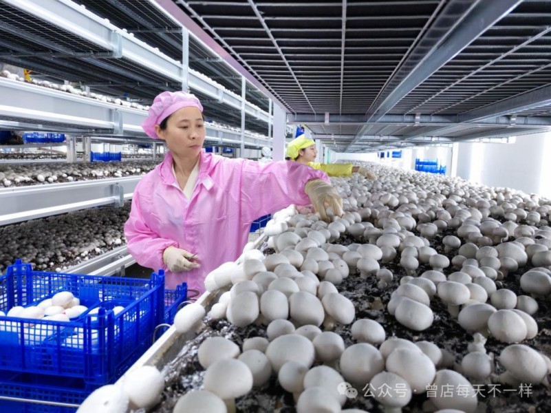 众兴菌业等成立科技公司，含生物有机肥料业务