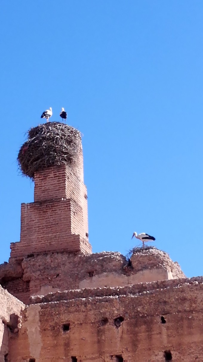 摩洛哥推动海藻养殖发展蓝色经济