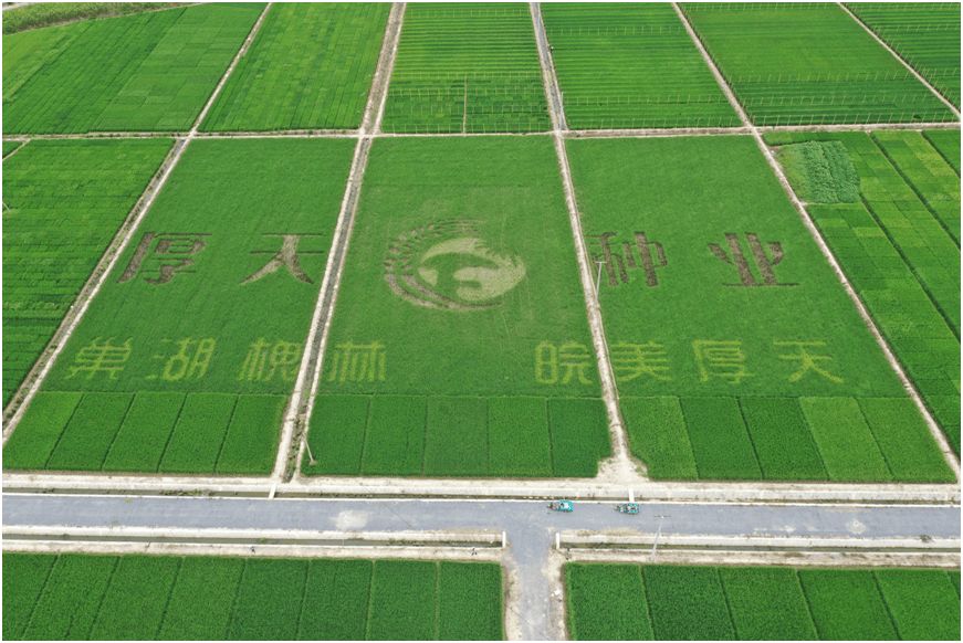 科学与健康|实现精准设计!科研新范式打造种业“中国芯”