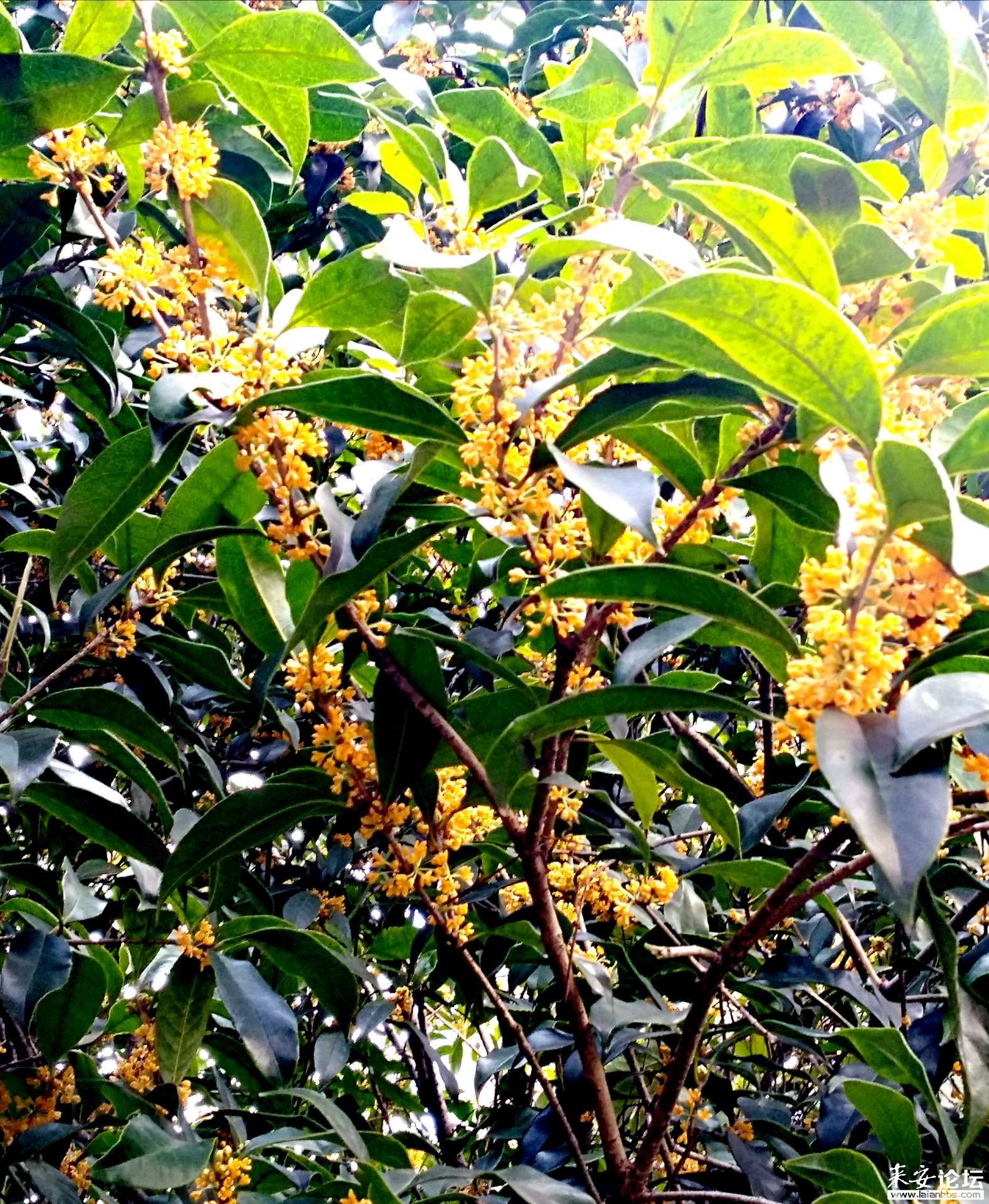 “24金桂02”将于12月31日付息