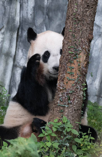 南京熊猫成交额创2023年11月22日以来新高