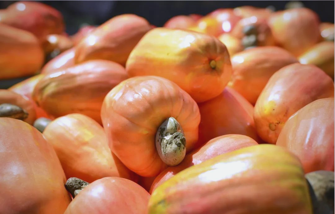 科特迪瓦腰果出口预计将大幅增长