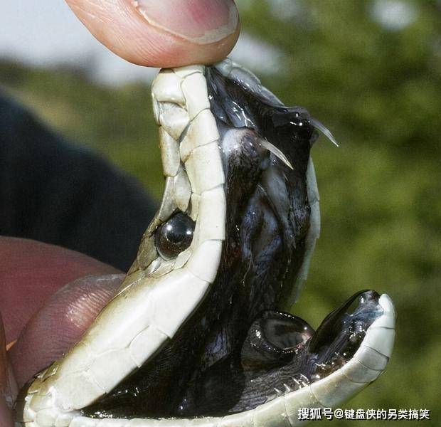 阿里平头哥筹备上市背后：加速“从内向外”，但可能没那么快