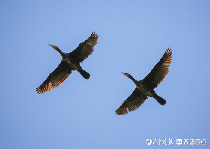 立方风控鸟·晚报（2月6日）