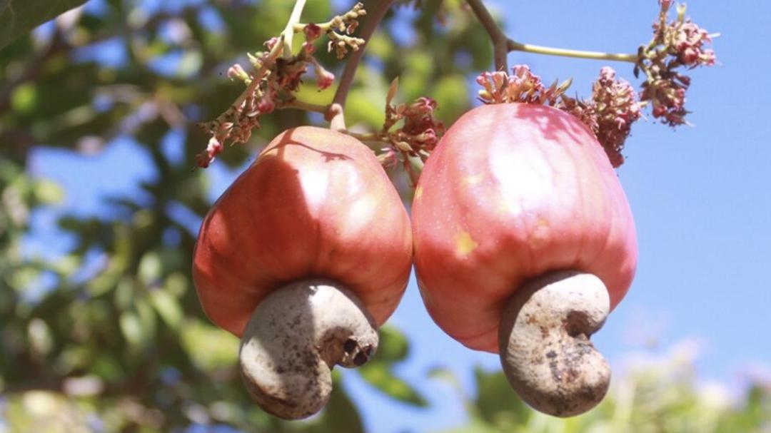 2025年柬埔寨农产品出口近1500万吨，创收约50亿美元