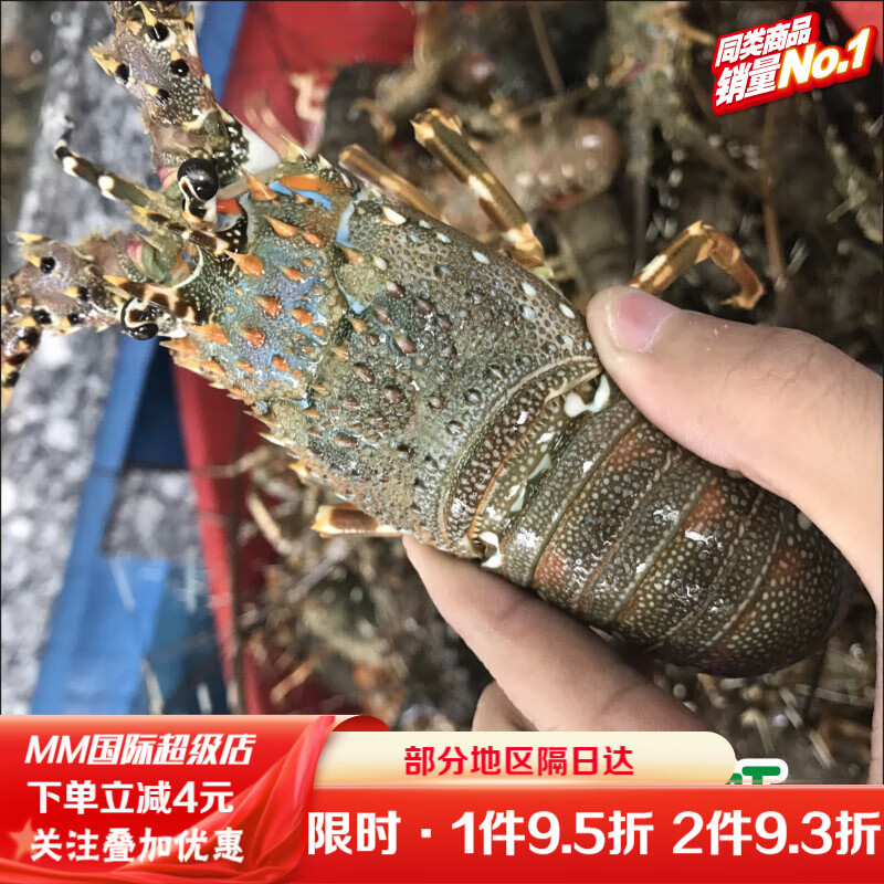 中国成为越南最大的龙虾出口市场