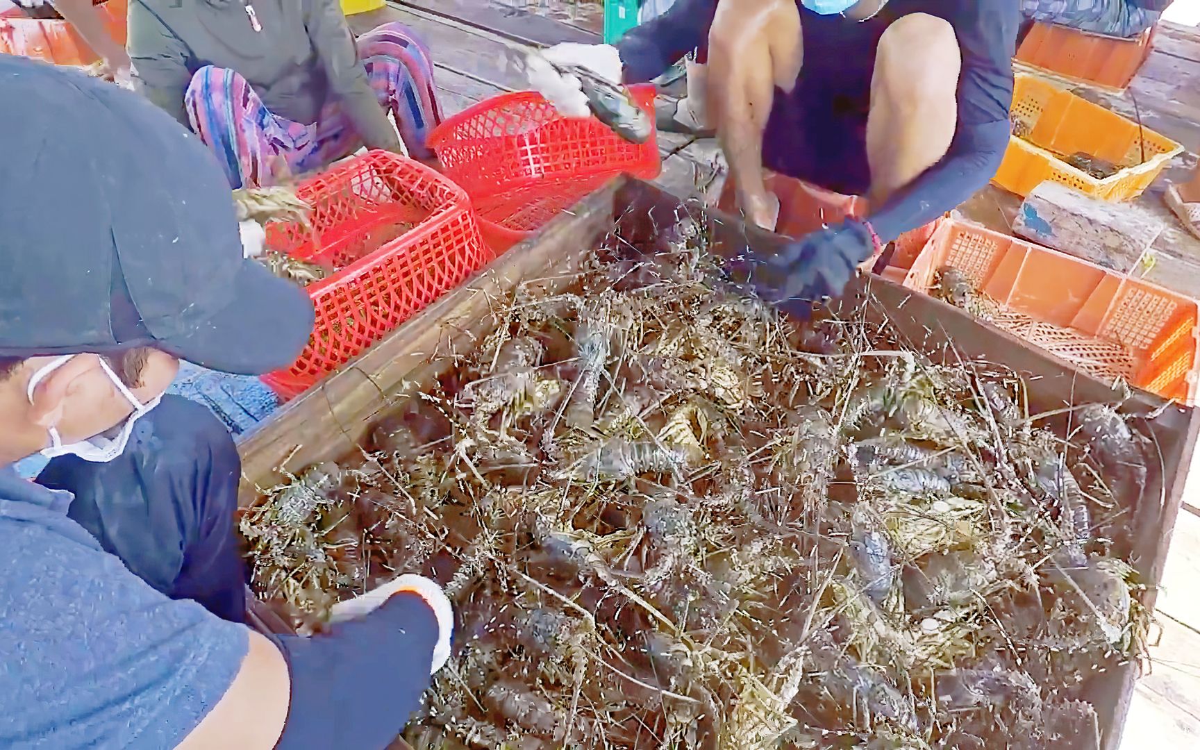 中国成为越南最大的龙虾出口市场