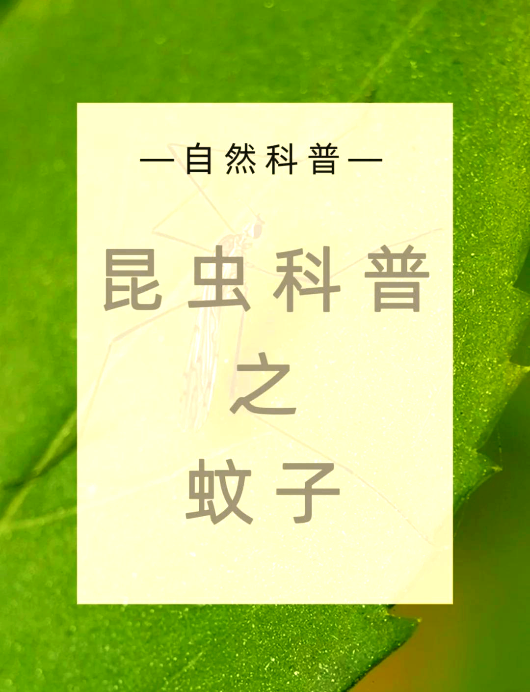 唠“科”话丨为啥蚊子总叮你？“招蚊”跟血型相关？