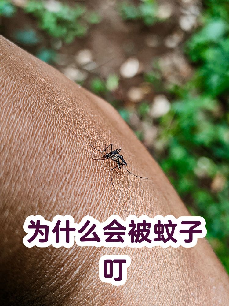 唠“科”话丨为啥蚊子总叮你？“招蚊”跟血型相关？